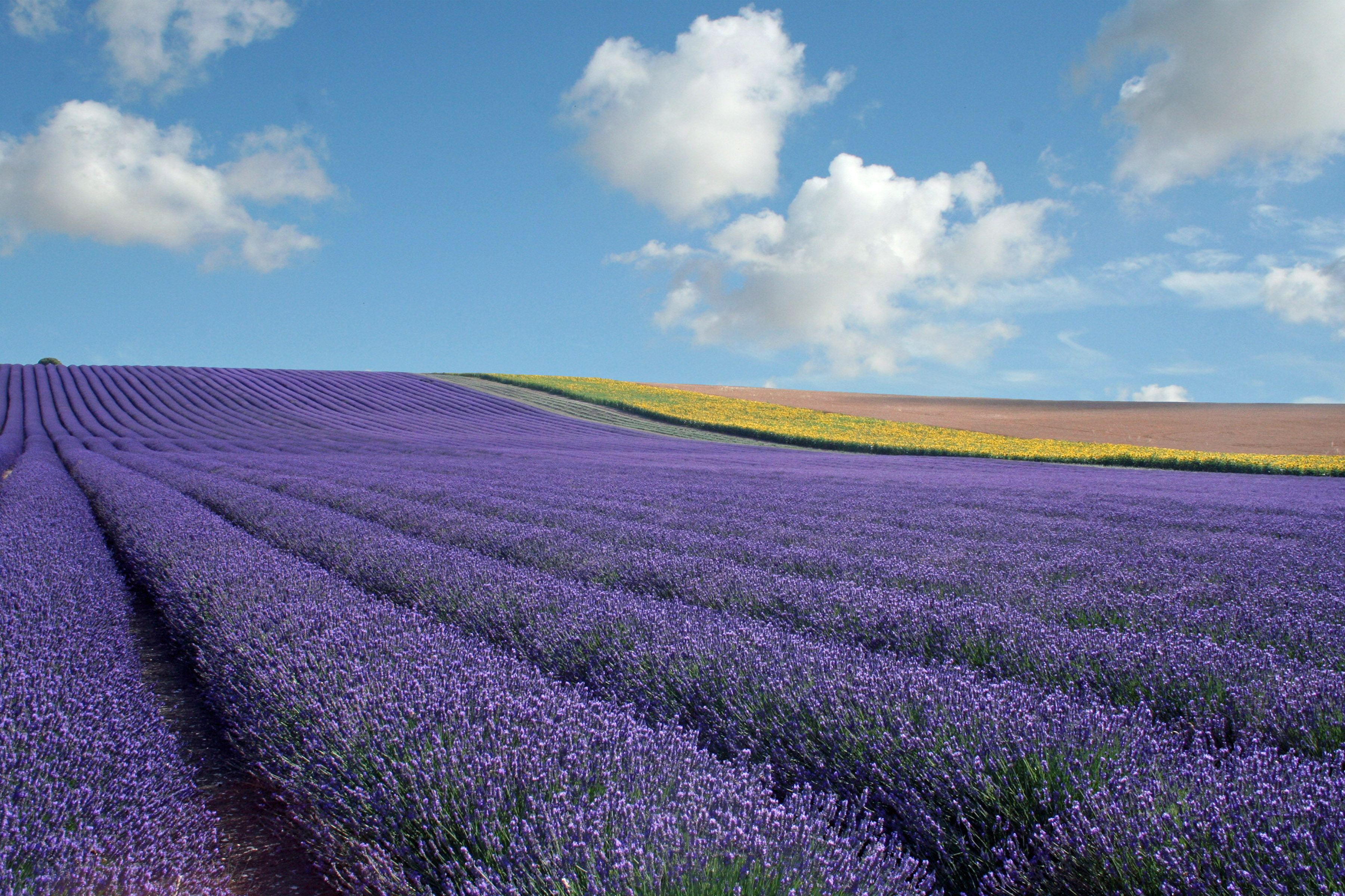 Hitchin Lavender, Hertfordshire